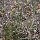 Sun-loving sedge=Carex pennsylvanica: