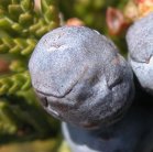 Creeping Juniper=Juniperus horizontalis: berry closeup