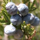 Creeping Juniper=Juniperus horizontalis: berries