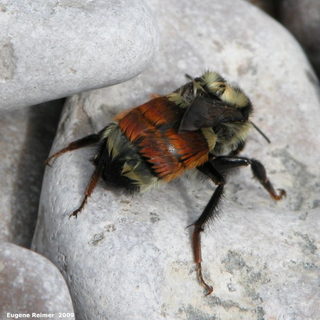 IMG 2009-May16 at Steeprock MB:  Orange-belted bumblebee (Bombus ternarius)