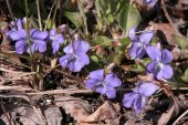 Early blue violet=Viola adunca: