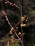 Canada buffaloberry=Shepherdia canadensis: flowering shrub