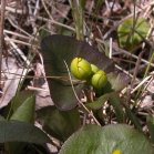 Marsh marigold: buds