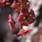 Swamp red currant=Ribes triste: flowers closer