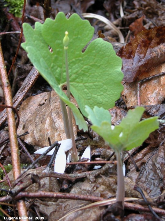 IMG 2009-May25 at SpragueRiver near South Junction MB:  Bloodroot (Sanguinaria canadensis) plant with pod