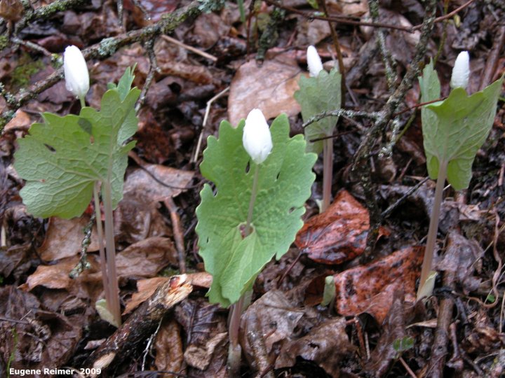 IMG 2009-May25 at SpragueRiver near South Junction MB:  Bloodroot (Sanguinaria canadensis) many with closed flower