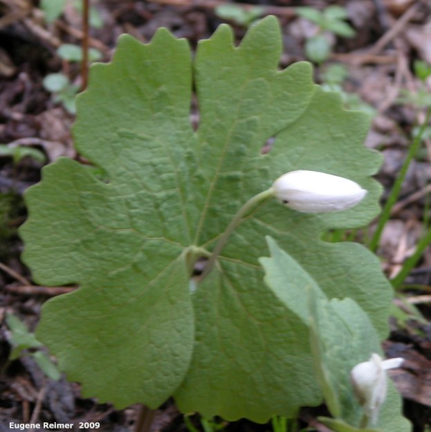 IMG 2009-May25 at other side of SpragueRiver near South Junction MB:  Bloodroot (Sanguinaria canadensis)