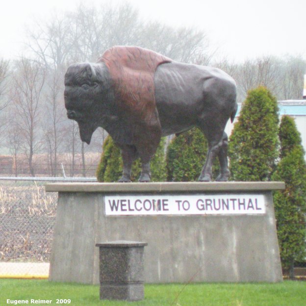 IMG 2009-May25 at Grunthal:  the Grunthal Bison (Bison bison) closer