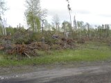 Hookers rein-orchid: habitat wider; Contour after blowdown + firewood-harvesting