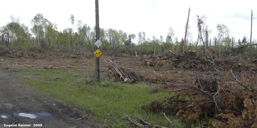 IMG 2009-Jun04 at Contour:  habitat Contour after blowdown + firewood-harvesting