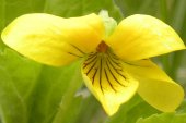 Downy yellow violet=Viola pubescens: