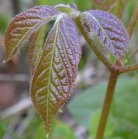 Wild sarsaparilla=Aralia nudicaulis: leaves was Poison ivy