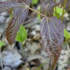 Wild sarsaparilla=Aralia nudicaulis: leaves