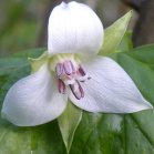 Nodding trillium: flower