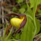 Yellow ladyslipper small-variety: flower