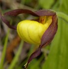 Yellow ladyslipper small-variety: flower closer