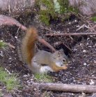 Red squirrel: