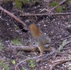 Red squirrel: