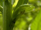 Long-bracted frog-orchid=Dactylorhiza viridis: flower