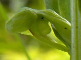 Long-bracted frog-orchid=Dactylorhiza viridis: flower rear view