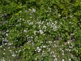 Mouse-eared chickweed: many