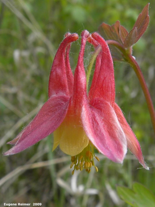 IMG 2009-Jun13 at Pembina Valley Provincial Park:  Red columbine (Aquilegia canadensis) flower