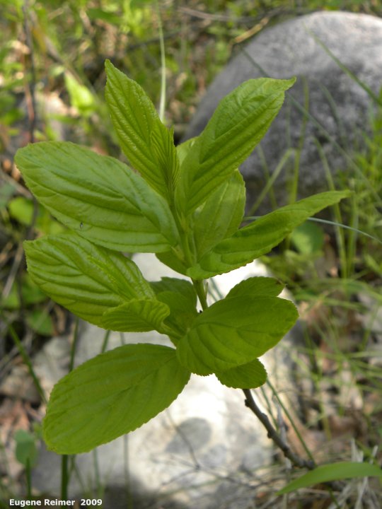 IMG 2009-Jun13 at Pembina Valley Provincial Park:  unidentified woody plant