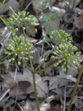 Wild sarsaparilla=Aralia nudicaulis: oddity four flower clusters on one stem