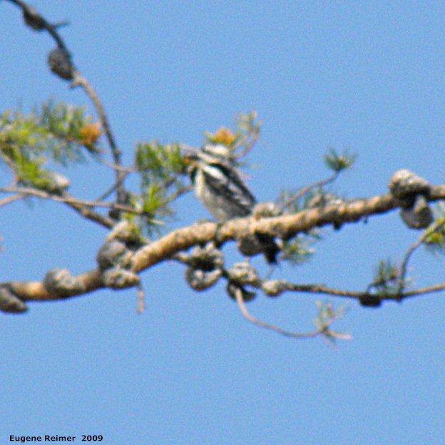 IMG 2009-Jun16 at Contour:  Hairy woodpecker (Picoides villosus) female