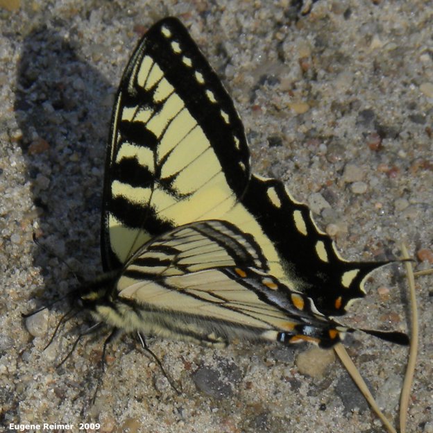 IMG 2009-Jun16 at Contour:  Tiger swallowtail butterfly (Papilio glaucus)