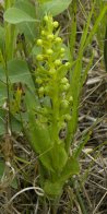 Long-bracted frog-orchid=Dactylorhiza viridis: plant