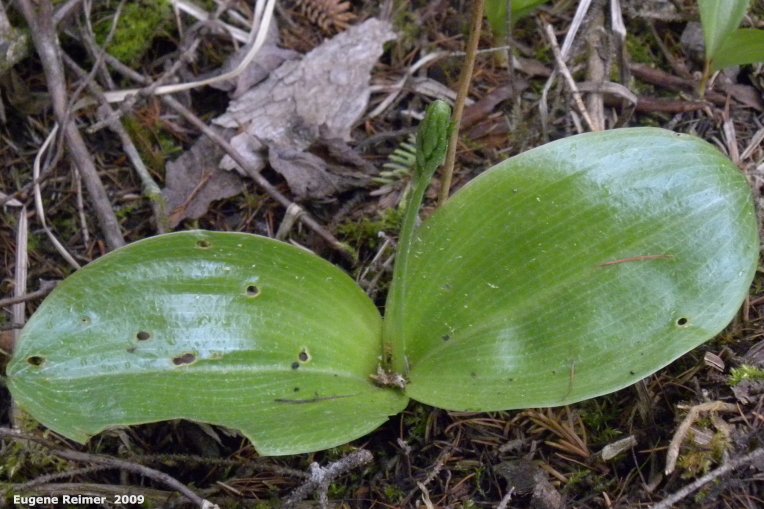 IMG 2009-Jun17 at Woodridge:  Round-leaved rein-orchid (Platanthera orbiculata)? in bud