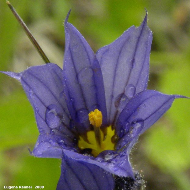 IMG 2009-Jun17 at Woodridge:  Blue-eyed grass (Sisyrinchium montanum)