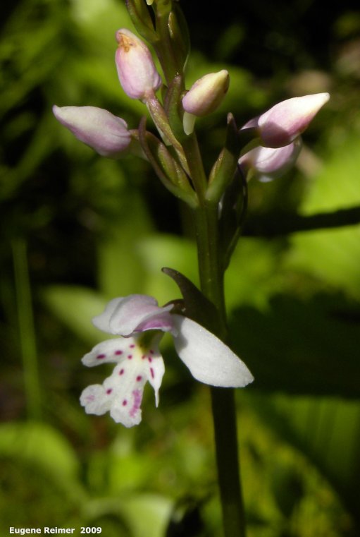 IMG 2009-Jun20 at Woodridge Bog:  Small round-leaved orchid (Amerorchis rotundifolia) plant