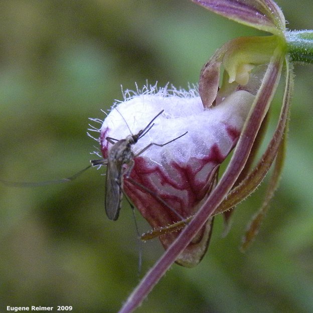 IMG 2009-Jun20 at Woodridge Bog:  Culiseta mosquito (Culiseta sp) on Ramshead ladyslipper (Cypripedium arietinum)