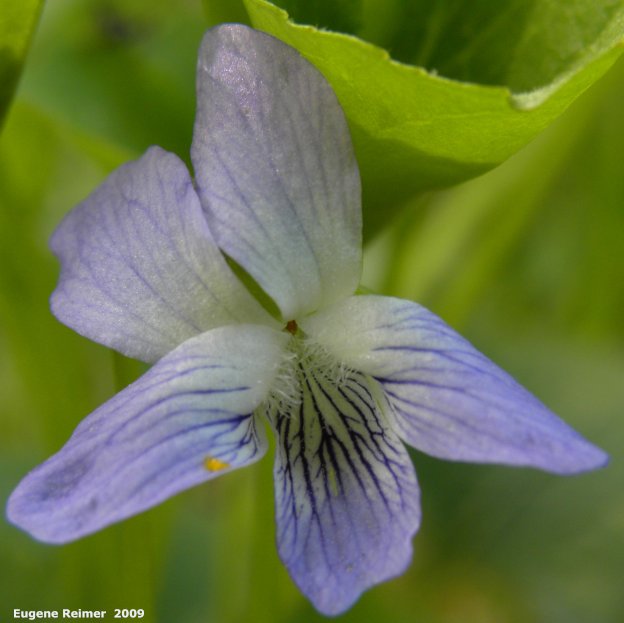 IMG 2009-Jun20 at pr203 near Woodridge MB:  Violet (Viola sp) flower closer