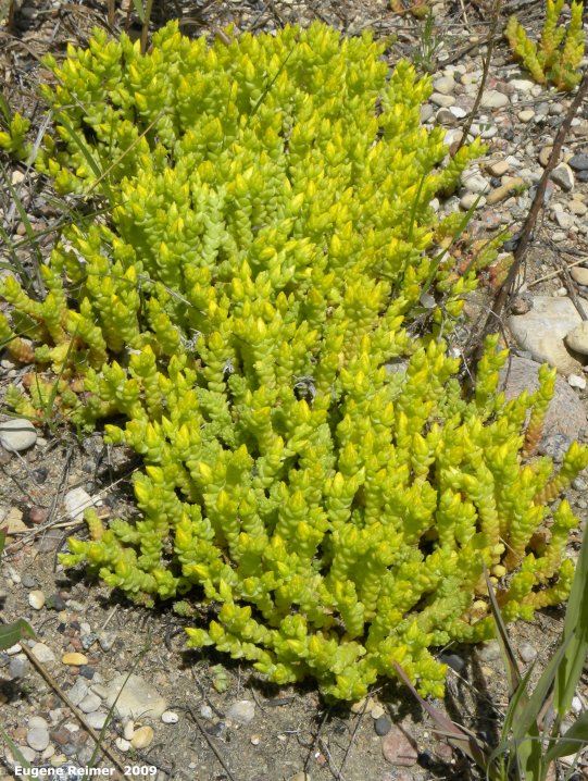 IMG 2009-Jun20 at pr210 and pr404 near Marchand MB:  Beach heather (Hudsonia tomentosa) clump in bud