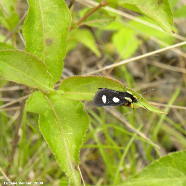 IMG 2009-Jun30 at 16km east of Bissett MB:  Eight-spotted-forester noctuid-moth (Alypia octomaculata)