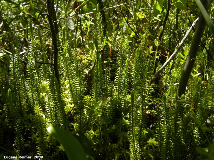 IMG 2009-Jul01 at near Manigotagan River and pr314:  Stiff clubmoss (Lycopodium annotinum)