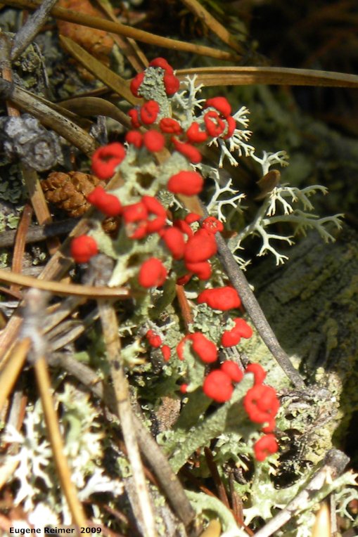 IMG 2009-Jul01 at near Manigotagan River and pr314:  British-soldiers club-lichens (Cladonia cristatella)