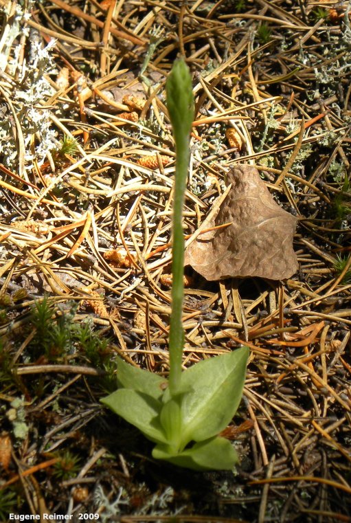 IMG 2009-Jul01 at near Manigotagan River and pr314:  Tessellated rattlesnake-orchid (Goodyera tesselata) plant in bud