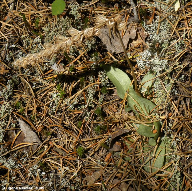 IMG 2009-Jul01 at near Manigotagan River and pr314:  Tessellated rattlesnake-orchid (Goodyera tesselata) seedpods + foliage