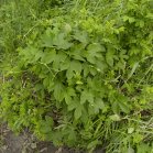 Common hop: plant