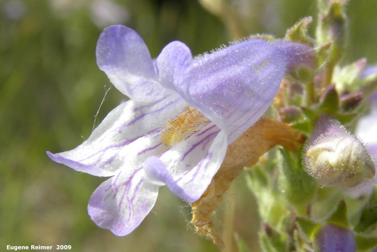 IMG 2009-Jul04 at Road 54N near Portage Sandhills:  Lilac-flowered beardtongue (Penstemon gracilis) flower