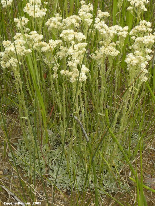 IMG 2009-Jul04 at Road 54N near Portage Sandhills:  Plantain-leaved everlasting=Womens tobacco (Antennaria plantaginifolia) clump