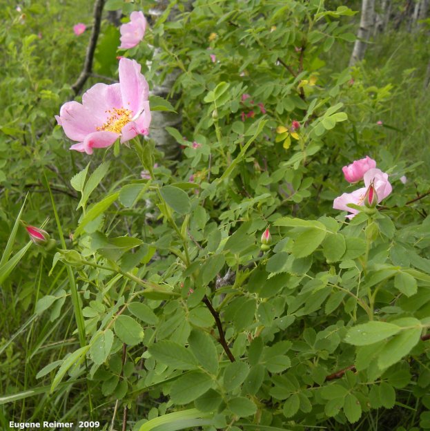 IMG 2009-Jul04 at Portage Sandhills:  Smooth rose (Rosa blanda)