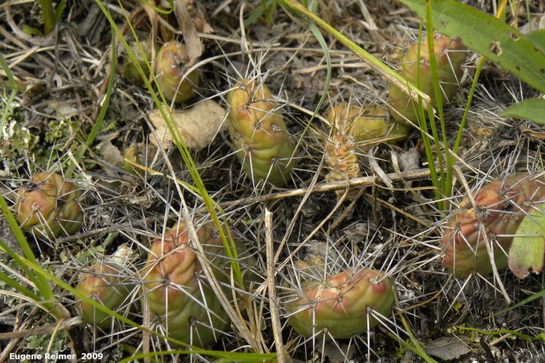 IMG 2009-Jul04 at Portage Sandhills:  Plains prickly-pear-cactus (Opuntia polyacantha)