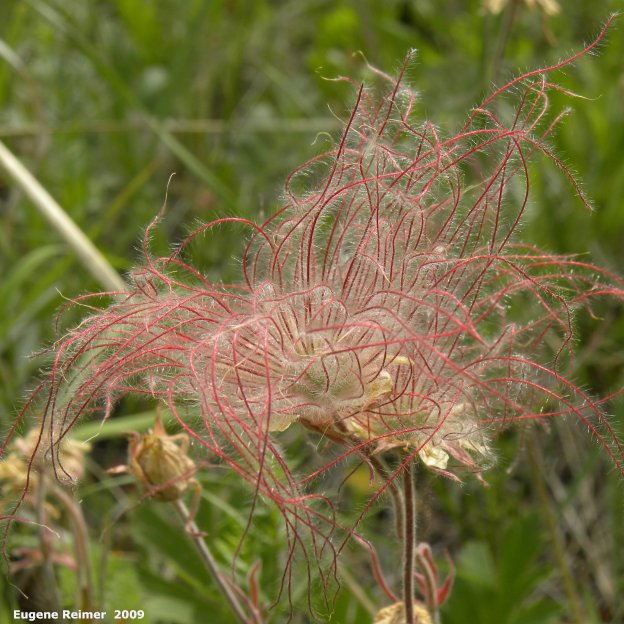 IMG 2009-Jul04 at Portage Sandhills:  Three-flowered avens (Geum triflorum) Prairie-Smoke