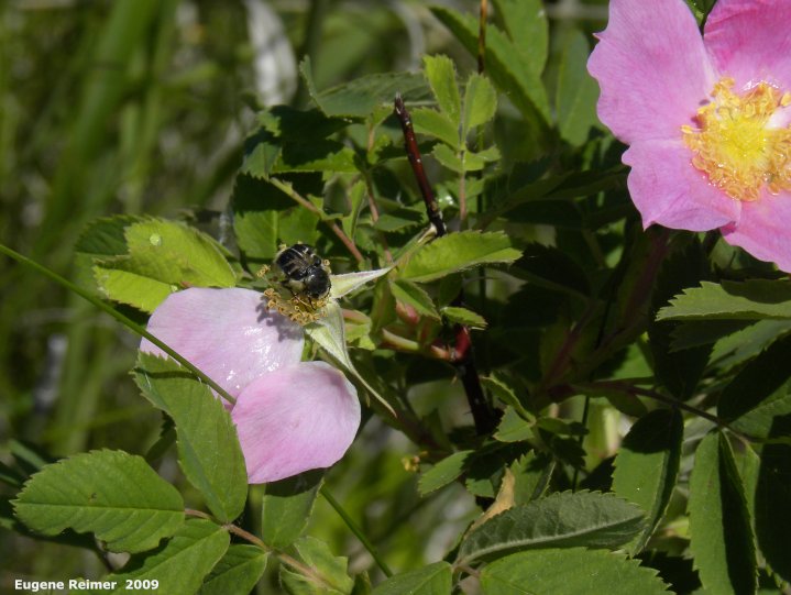 IMG 2009-Jul04 at pr240 near Assiniboine Diversion Spillway:  Bee-mimic flower-beetle (Trichiotinus assimilis) on Prickly rose (Rosa acicularis) first flower