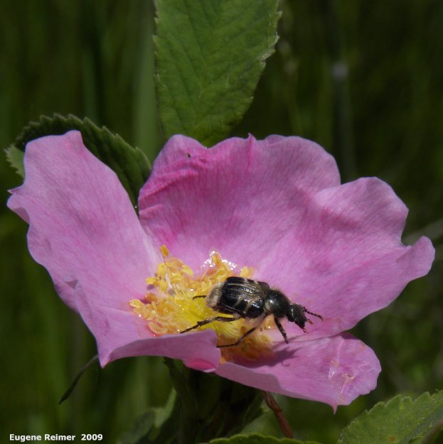 IMG 2009-Jul04 at pr240 near Assiniboine Diversion Spillway:  Bee-mimic flower-beetle (Trichiotinus assimilis) on Prickly rose (Rosa acicularis) 2nd flower